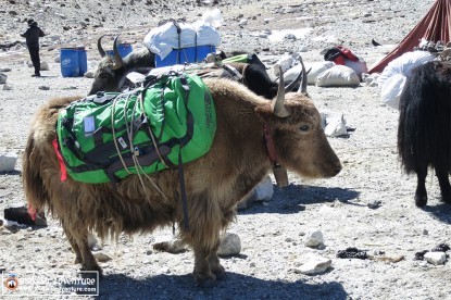 Cho Oyu Expedition (8,201m)