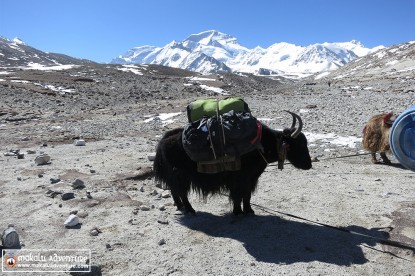 Cho Oyu Expedition from Tibet side