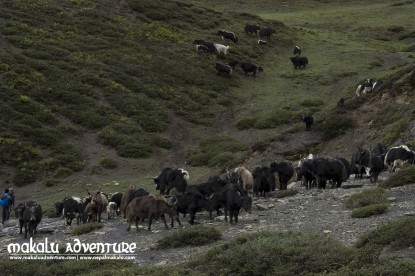 Dolpo to Mugu