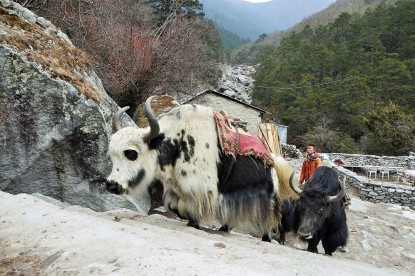 Everest Base Camp Trek - 16 Days