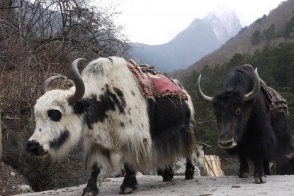 Yaks at Everest Region