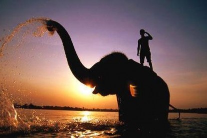 Elephant Bathing at Chiwan National Park