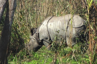 One Horned Rhinoceros at Chitwan National Park