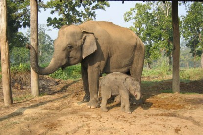 Breast Feeding by Mother Elepnaht