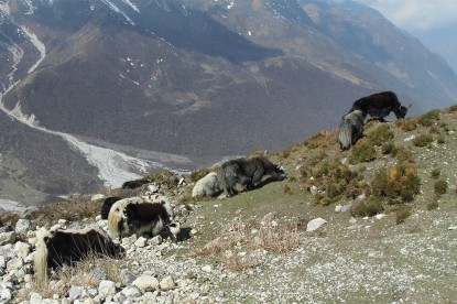 Langtang Trek & Tserko Ri