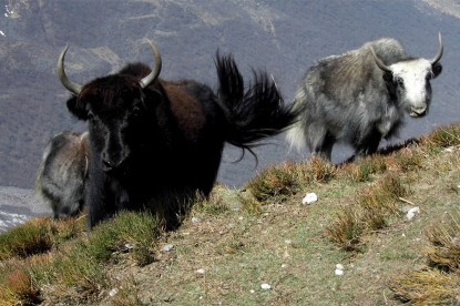 Langtang Trek & Tserko Ri