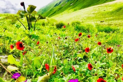 Machhapuchhre Base Camp Trek