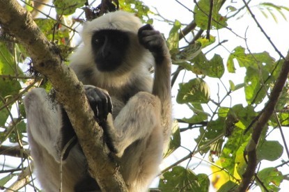 Langur at Chitwan National Park