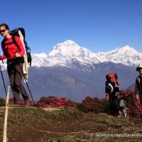 Ghorepani Poon hill trek 