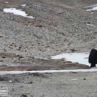 Cho Oyu Expedition from Tibet side