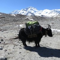 Cho Oyu Expedition from Tibet side