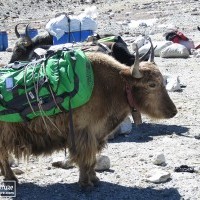 Cho Oyu Expedition from Tibet side