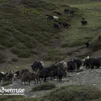 Dolpo to Mugu