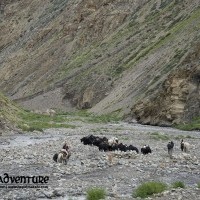 Dolpo to Mugu