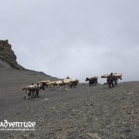 Dolpo Trek