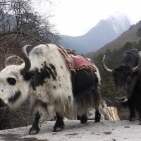 Yaks at Everest Region