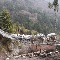 Yaks crossing bridge at Everest Base Camp