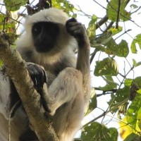 Langur at Chitwan National Park