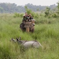 One Horned Rhinoceros at Chitwan National Park