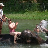 Elephant Bathing