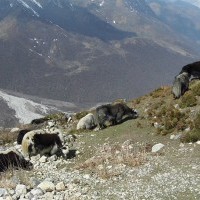 Langtang Trek & Tserko Ri