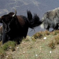 Langtang Trek & Tserko Ri