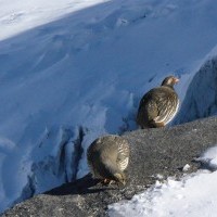 Mera Peak Climbing