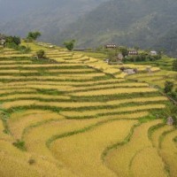 Ghorepani Poonhill Trek