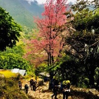 Ghorepani Poonhill Trek