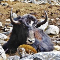 Yak in Rolwaling : Everest Base Camp