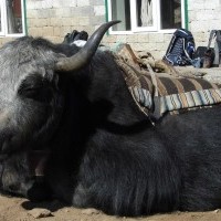 Tengboche Monastery Sherpa Villages Trek