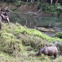 Jungle Safari with Elephant at Chitwan National Park